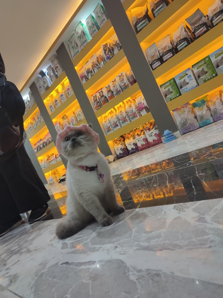VillaPark Veteriner Kliniği Muayene Masasında Beyaz Tavşan ve Pomeranian Köpek